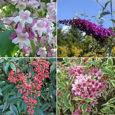 Hedge, flowering  'Emma'